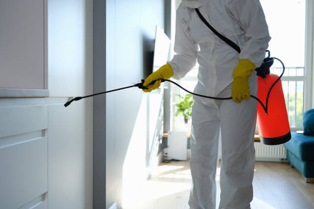 Best Black Mold Removal  in Lochbuie, CO